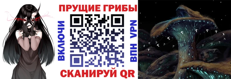 Купить где  Лесной  Псилоцибиновые грибы мицелий 